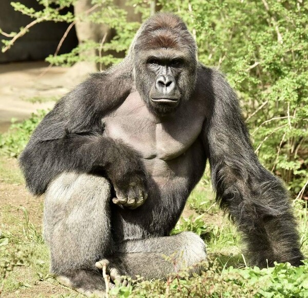 Το ίντερνετ δεν ξέχασε τον Harambe