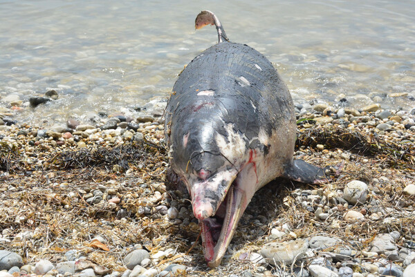 Νεκρό δελφίνι με πολλά χτυπήματα και κομμένη ουρά στην Αργολίδα