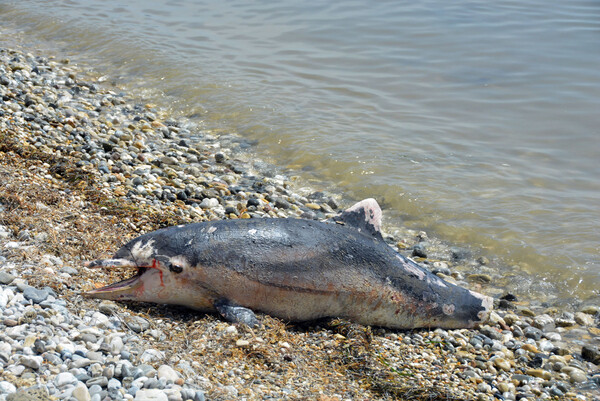 Νεκρό δελφίνι με πολλά χτυπήματα και κομμένη ουρά στην Αργολίδα