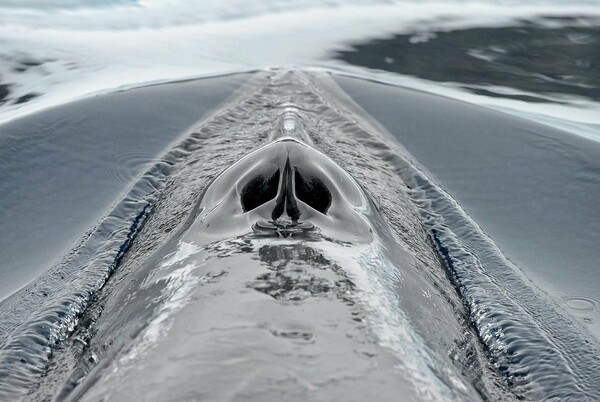 Ακολουθώντας με εμφυτευμένες κάμερες τις σεβάσμιες φάλαινες της Ανταρκτικής