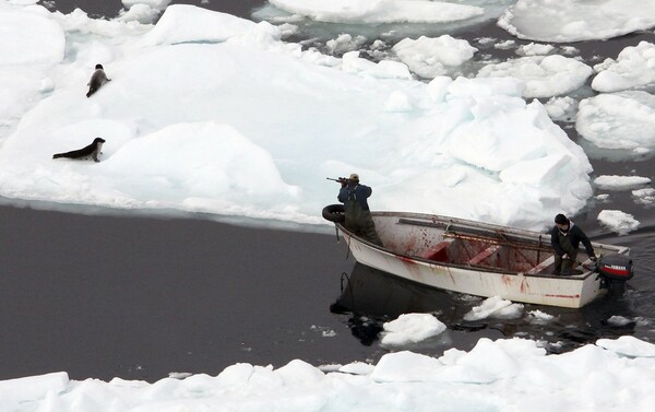 Το αιματηρό κυνήγι φώκιας στον Καναδά ξεκίνησε - Χιλιάδες μικρές φώκιες θα σφαγιαστούν και θα πεθάνουν με βάρβαρο τρόπο