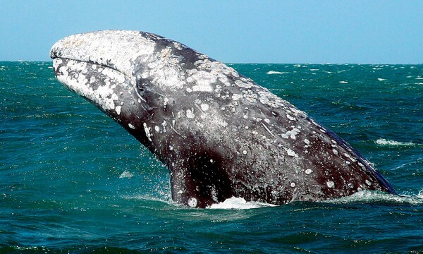 Βίντεο κατέγραψε τη στιγμή που φάλαινες-δολοφόνοι κυνηγούν και σκοτώνουν μία νεαρή γκρίζα φάλαινα