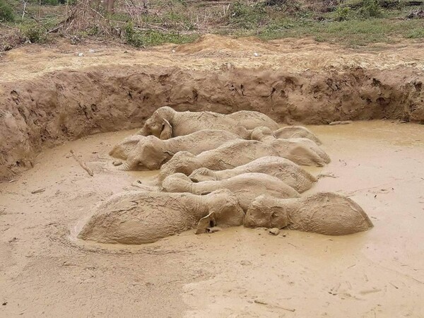 Μια οικογένεια ελεφάντων παγιδεύτηκε σε κρατήρα με λάσπη, αλλά οι άνθρωποι έσωσαν όλα τα ζώα