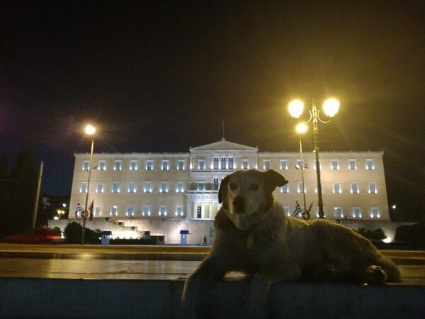 30 νέες φωτογραφίες απ' τα τέλεια ζώα των αναγνωστών μας
