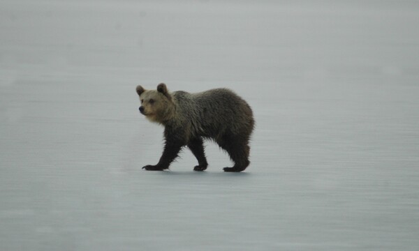 Μια μικρή αρκούδα που έκανε βόλτες στην παγωμένη λίμνη αναστάτωσε σήμερα την Καστοριά