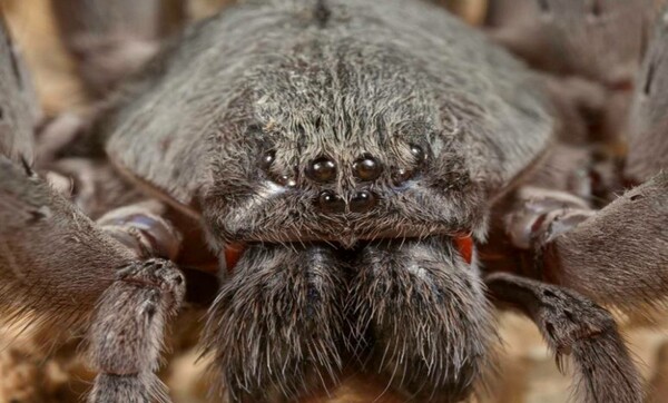 Oι επιστήμονες ανακάλυψαν ένα είδος τεράστιας αράχνης που δεν έχουν ξαναδεί