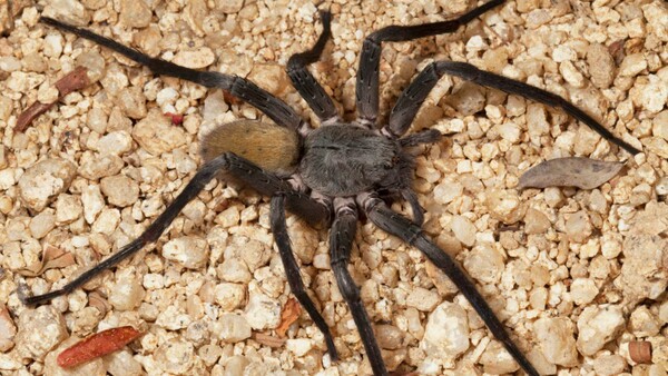 Oι επιστήμονες ανακάλυψαν ένα είδος τεράστιας αράχνης που δεν έχουν ξαναδεί