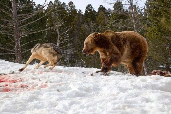 Η στιγμή που αρκούδα μάχεται με λύκους για να τους κλέψει το γεύμα, όπως την κατέγραψε ερασιτέχνης φωτογράφος
