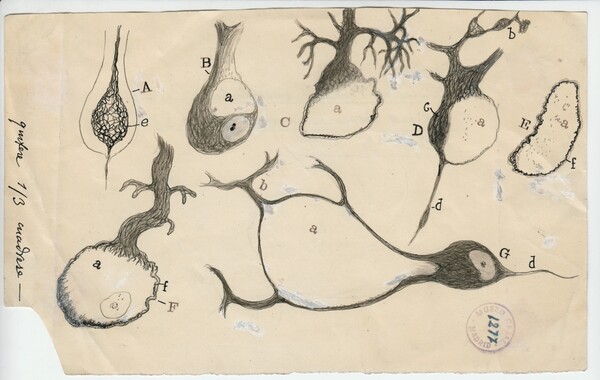 Santiago Ramón y Cajal, ο νομπελίστας ιατρικής που εικονογραφούσε υπέροχα