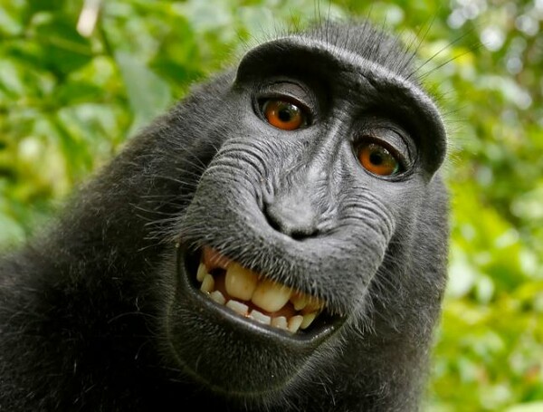 Η «μαϊμού που έβγαλε selfie» απειλείται με εξαφάνιση λόγω κυνηγιού για το κρέας της