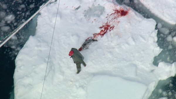 Το αιματηρό κυνήγι φώκιας στον Καναδά ξεκίνησε - Χιλιάδες μικρές φώκιες θα σφαγιαστούν και θα πεθάνουν με βάρβαρο τρόπο
