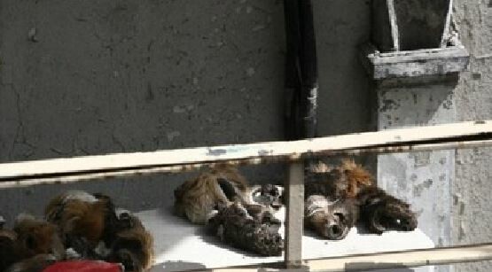 Όχι, δεν τρώνε γάτες και σκύλους σ' αυτό το σπίτι της Κυψέλης