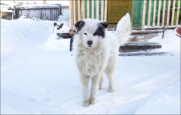 Σιβηρία: Σκύλος έσωσε τη ζωή ενός δίχρονου αγοριού κρατώντας τον ζεστό σε θερμοκρασία -12, όταν η μητέρα του τον εγκατέλειψε