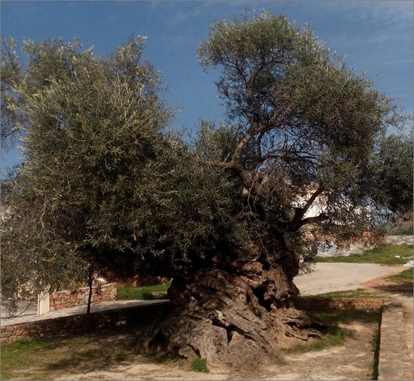 H Eλλάδα γιορτάζει την Παγκόσμια Ημέρα Δασών με την αρχαιότερη ελιά και το μεγαλύτερο πουρνάρι στον κόσμο