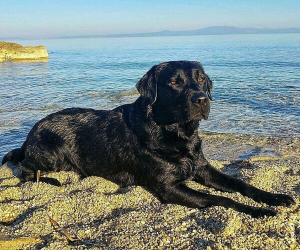30 νέες φωτογραφίες απ' τα τέλεια ζώα των αναγνωστών μας