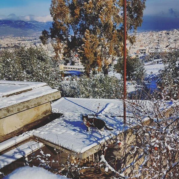Oι αναγνώστες μας βγάζουν τα ζώα τους στα χιόνια: 30 νέες φωτογραφίες