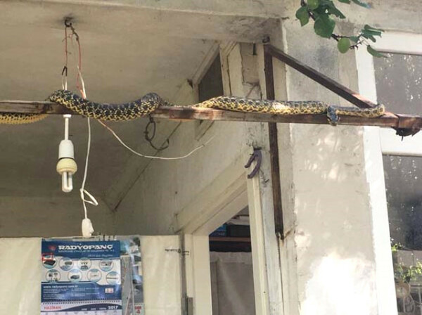 Τουρκάλα πρώην βουλευτής λίγο πριν τα 6,1 Ρίχτερ: «Γεμίσαμε φίδια, θα γίνει σεισμός»