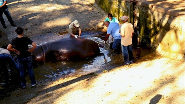 Οργή και αποτροπιασμός για τη μυστηριώδη επίθεση με θύμα έναν ιπποπόταμο στο ζωολογικό κήπο του Ελ Σαλβαδόρ