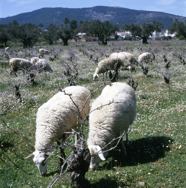 Μεσόγεια