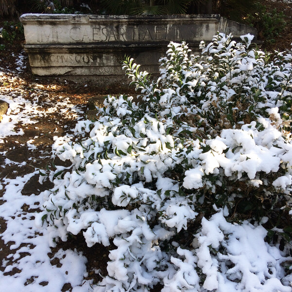 Winter Garden
