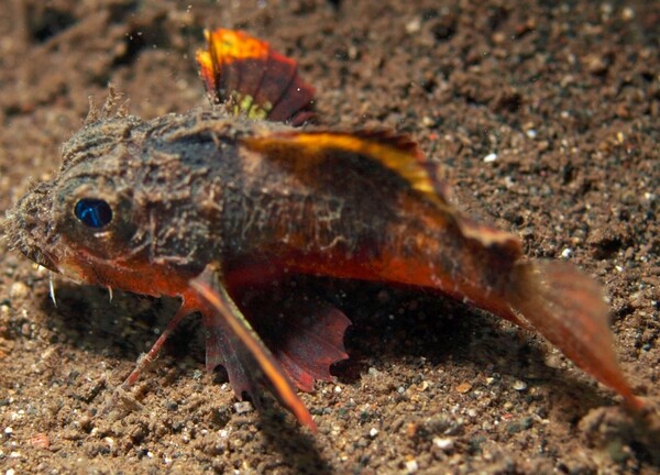 Περίεργο είδος ψαριού που εντοπίστηκε να «περπατάει» στον πυθμένα της θάλασσας προβληματίζει τους επιστήμονες