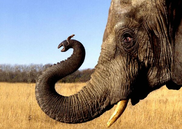 Τελικά οι ελέφαντες δεν φοβούνται τα ποντίκια, αλλά κάτι πολύ μικρότερο σε μέγεθος