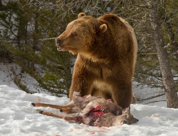 Η στιγμή που αρκούδα μάχεται με λύκους για να τους κλέψει το γεύμα, όπως την κατέγραψε ερασιτέχνης φωτογράφος