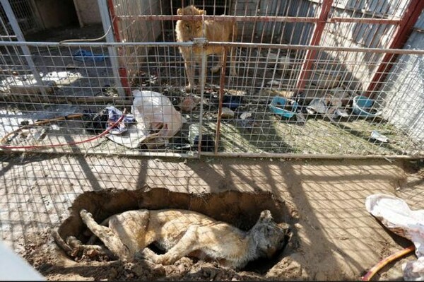 Μια αρκούδα και ένα λιοντάρι, οι τελευταίοι κάτοικοι του ζωολογικού κήπου της Μοσούλης, πεθαίνουν από την πείνα