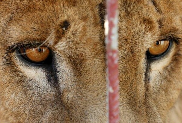 Μια αρκούδα και ένα λιοντάρι, οι τελευταίοι κάτοικοι του ζωολογικού κήπου της Μοσούλης, πεθαίνουν από την πείνα