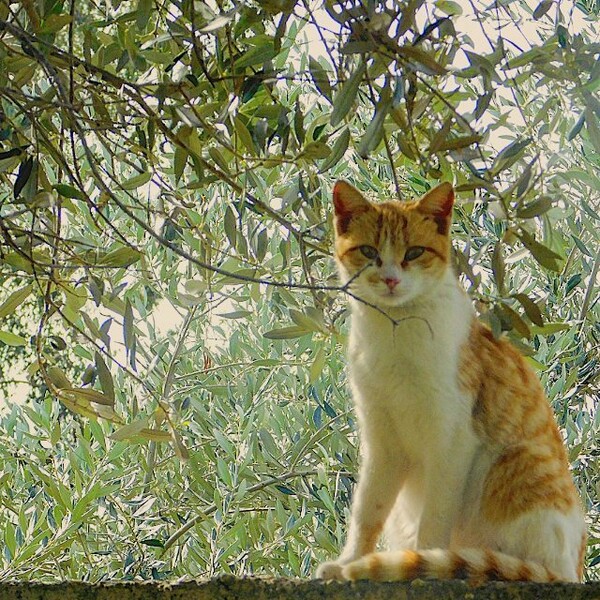 30 νέες φωτογραφίες απ' τα τέλεια ζώα των αναγνωστών μας