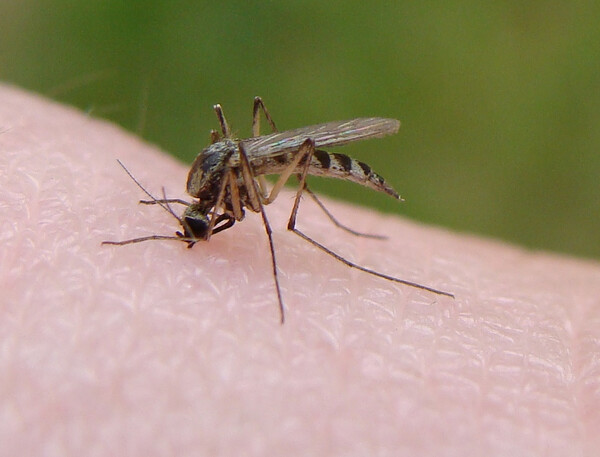Ευρωπαϊκή Ένωση Ελέγχου Κουνουπιών: Η ελονοσία δεν έχει καμία σχέση με τους πρόσφυγες