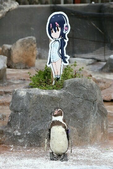 Η συγκινητική ιστορία του πιγκουίνου με την ραγισμένη καρδιά που ερωτεύτηκε ένα anime από χαρτόνι