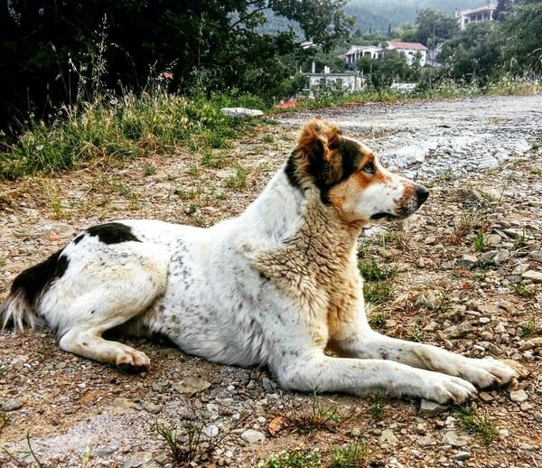 30 νέες φωτογραφίες απ' τα τέλεια ζώα των αναγνωστών μας