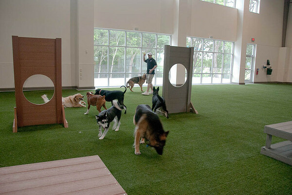 Πάρκα για σκύλους με ειδικά όργανα γυμναστικής ετοιμάζει ο δήμος Ιλίου