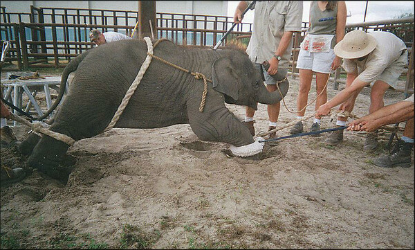 Τίτλοι τέλους για το διάσημο τσίρκο Ringling Bros- Έδωσε την τελευταία του παράσταση