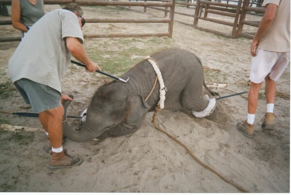 Τίτλοι τέλους για το διάσημο τσίρκο Ringling Bros- Έδωσε την τελευταία του παράσταση