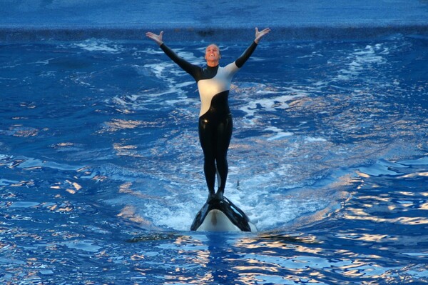 Tilikum, ο θάνατος μιας "όρκας-δολοφόνου".
