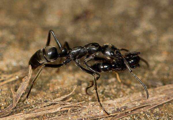 Ερευνητές κατέγραψαν για πρώτη φορά μυρμήγκια να διασώζουν τους τραυματίες πολέμου της αποικίας τους