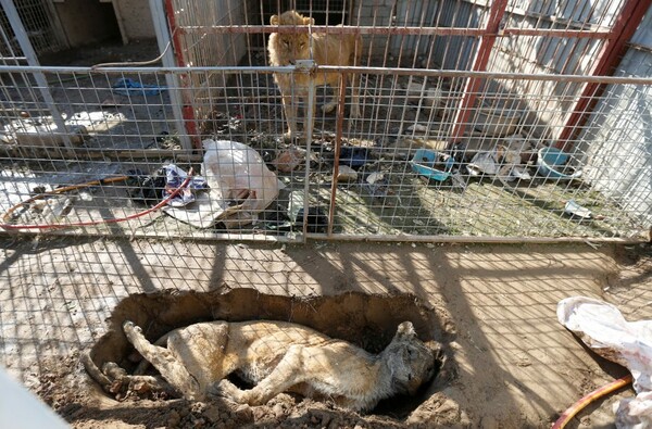 Ο Σίμπα και η Λούλα, οι τελευταίοι επιζώντες του ζωολογικού κήπου της Μοσούλης, μεταφέρονται ως "πρόσφυγες" στην Ιορδανία