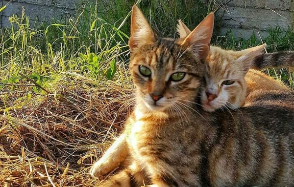 30 νέες φωτογραφίες απ' τα τέλεια ζώα των αναγνωστών μας