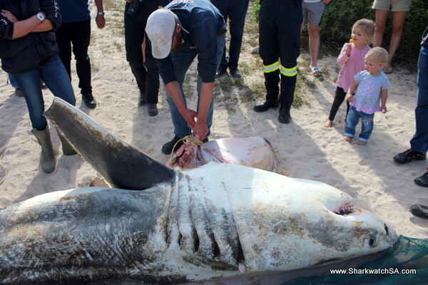 Φάλαινες δολοφόνοι σκοτώνουν λευκούς καρχαρίες και φαίνεται πως το μόνο που θέλουν είναι το συκώτι τους