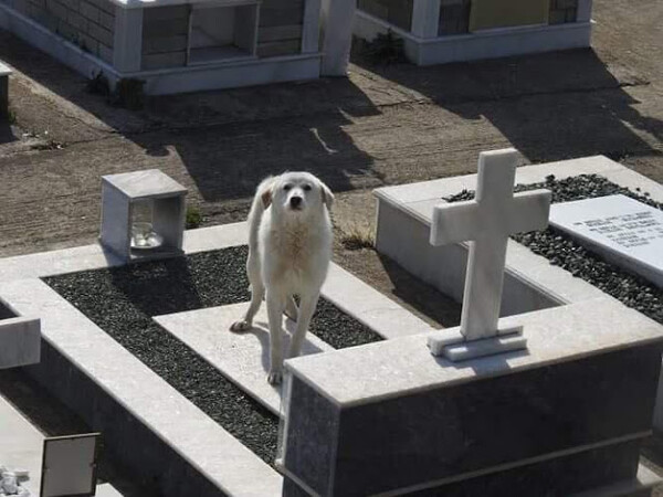 Άρτα: Σκυλίτσα περιμένει επί δύο μήνες στον τάφο του ιδιοκτήτη της