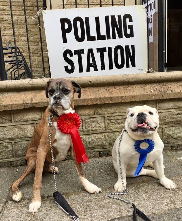 Οι Βρετανοί διασκεδάζουν στις εκλογές: Τα σκυλιά έγιναν οι σταρ της ημέρας στις κάλπες