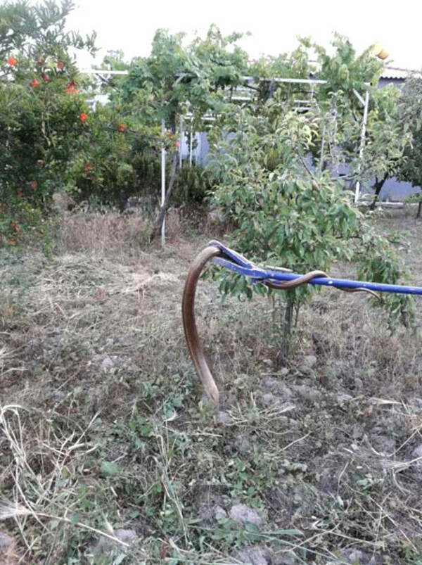 Τουρκάλα πρώην βουλευτής λίγο πριν τα 6,1 Ρίχτερ: «Γεμίσαμε φίδια, θα γίνει σεισμός»