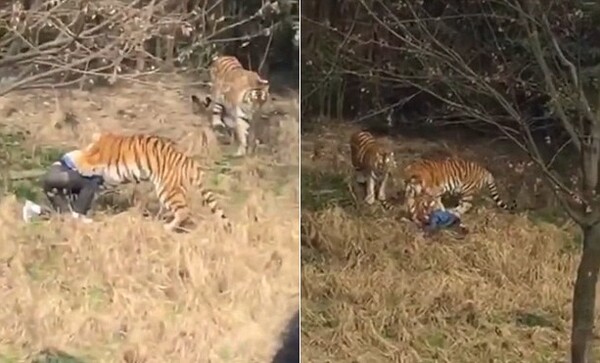 Ο λόγος που o τουρίστας μπήκε στην περίφραξη με τις τίγρεις και εκείνες τον κατασπάραξαν κάνει το συμβάν ακόμη τραγικότερο