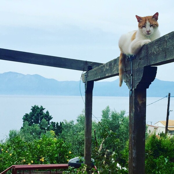 30 νέες φωτογραφίες απ' τα τέλεια ζώα των αναγνωστών μας