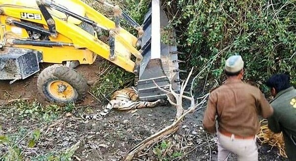 Οργισμένες αντιδράσεις προκαλεί o θάνατος τίγρης από μπουλντόζα στην Ινδία