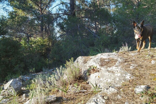 30 νέες φωτογραφίες απ' τα τέλεια ζώα των αναγνωστών μας