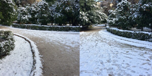 Winter Garden