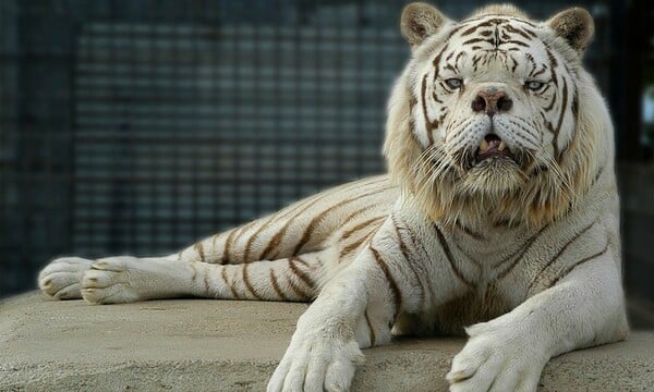 Γάτες - Φρανκεστάιν: Tα υβρίδια από το ζευγάρωμα λιονταριών με τίγρεις, που υποφέρουν